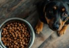 Understanding Pet Nutrition: What You Should Feed Your Dog or Cat