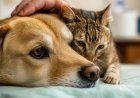 How to Recognize Signs of Illness in Your Pet Before It's Too Late