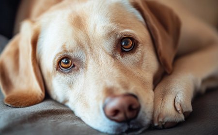 The Importance of Regular Vet Visits: What to Expect and Questions to Ask